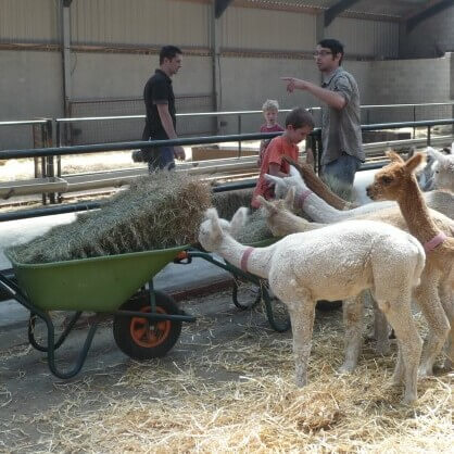 Junior Cursus Alpacaboer